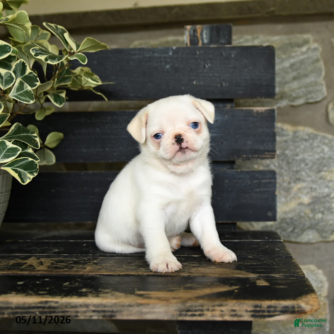 Pug dogs for sale: Flapjack - Ad 1