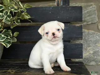 Pug dogs for sale: Flapjack - Ad 1