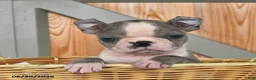 Boston Terrier dogs for sale: Baxter - Ad 4