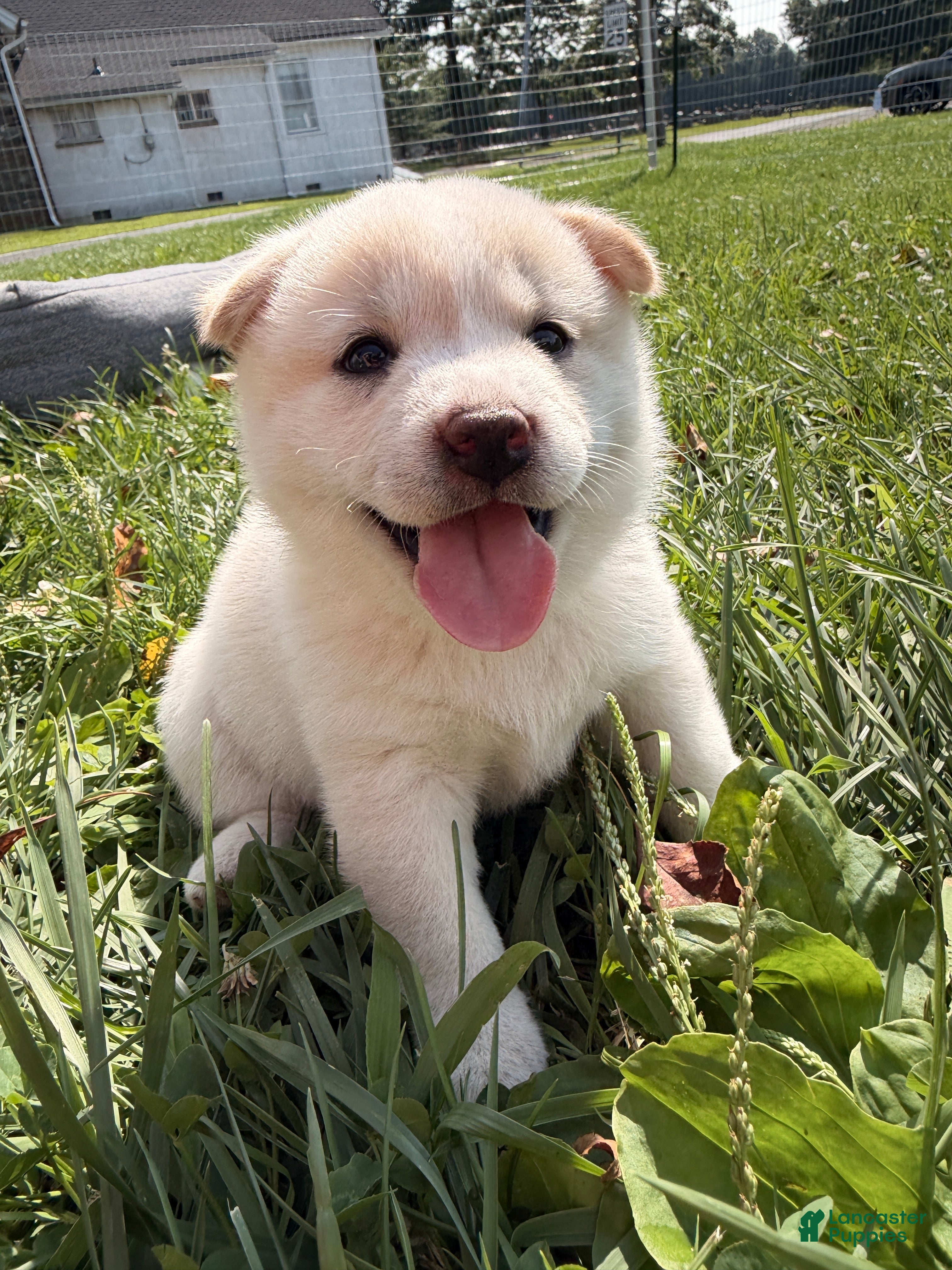 Shiba Inu dogs Yuki - Ad 1