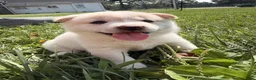 Shiba Inu dogs for sale: Yuki - Ad 1
