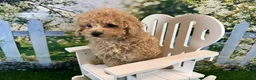Maltipoo dogs for sale: Noah - Ad 3