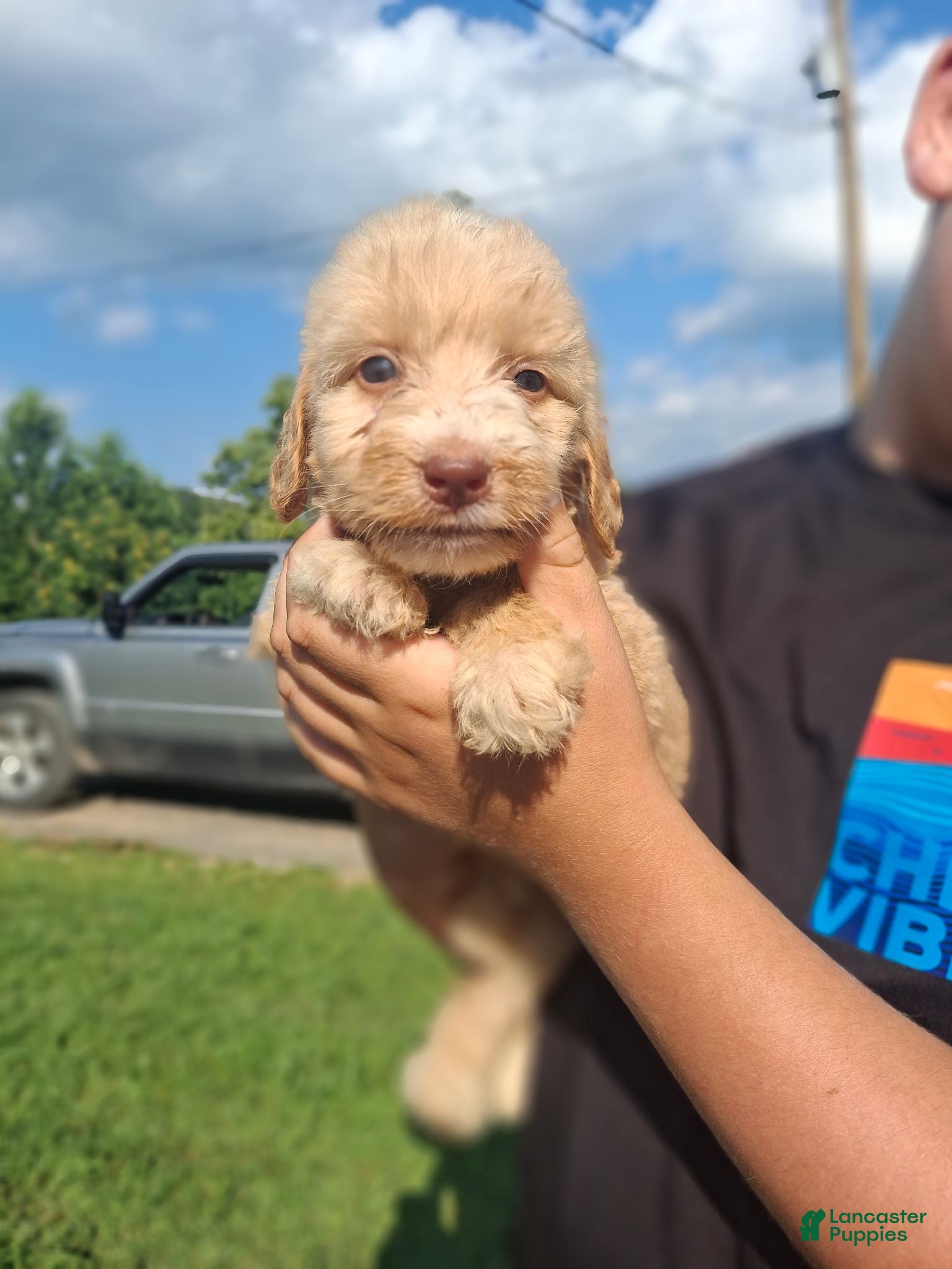 Labradoodle dogs 1 male/3 females - Ad 30