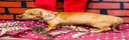 Miniature Dachshund dogs for sale: Vera - Ad 8