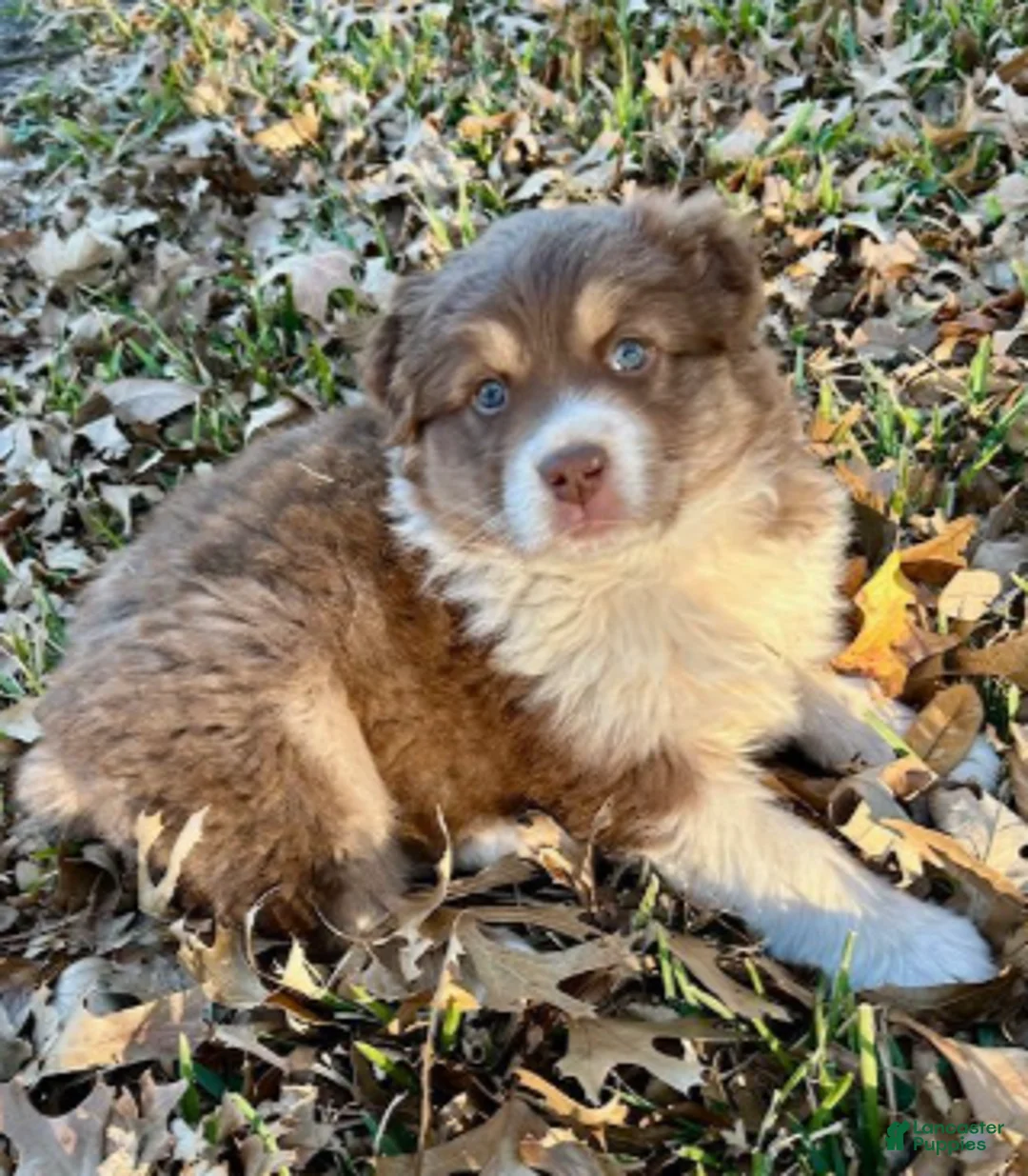 Australian Shepherd dogs for sale: Red Tri Male - Ad 5