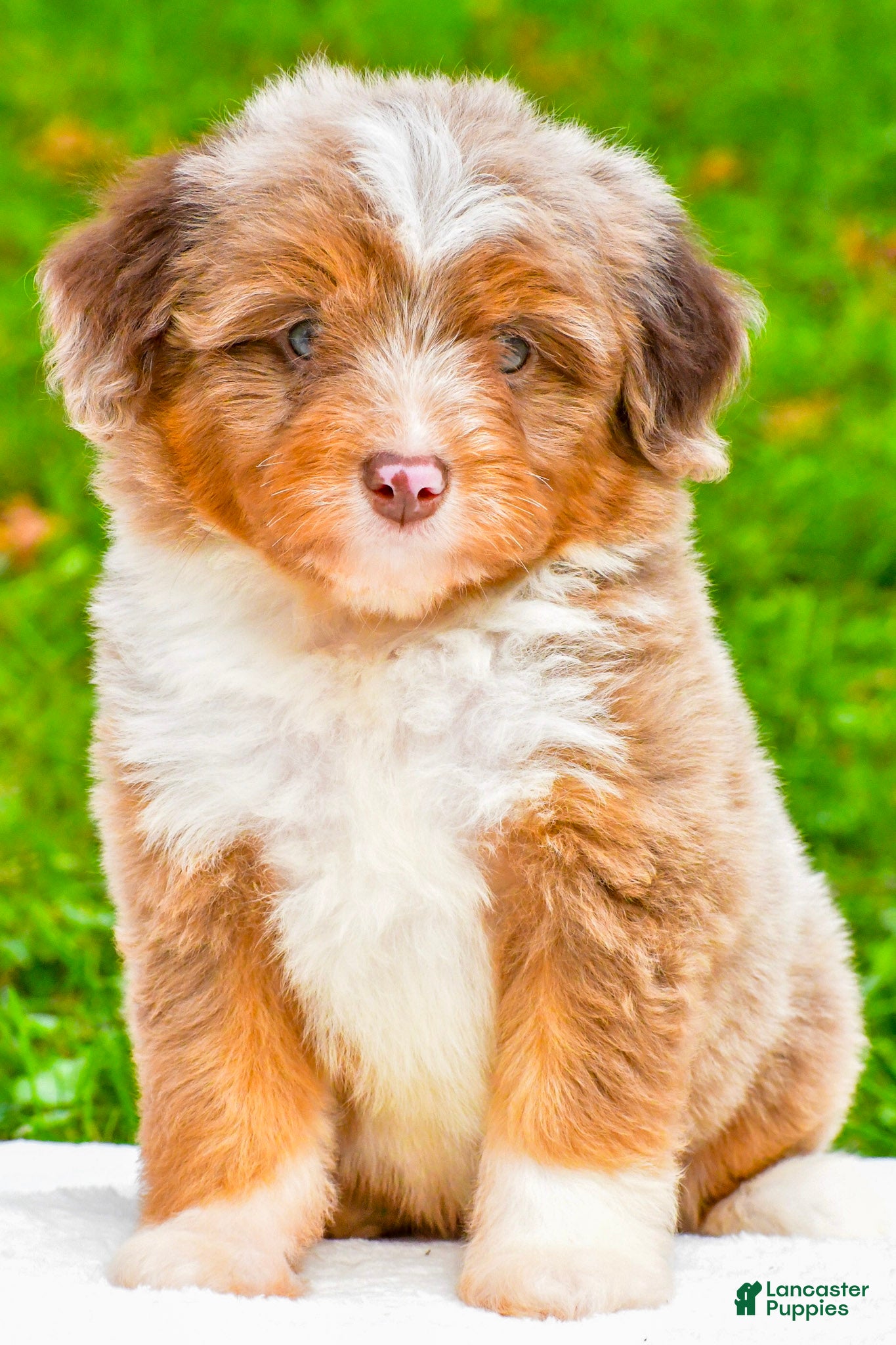 Mini Aussiedoodle dogs for sale: Layne - Ad 1