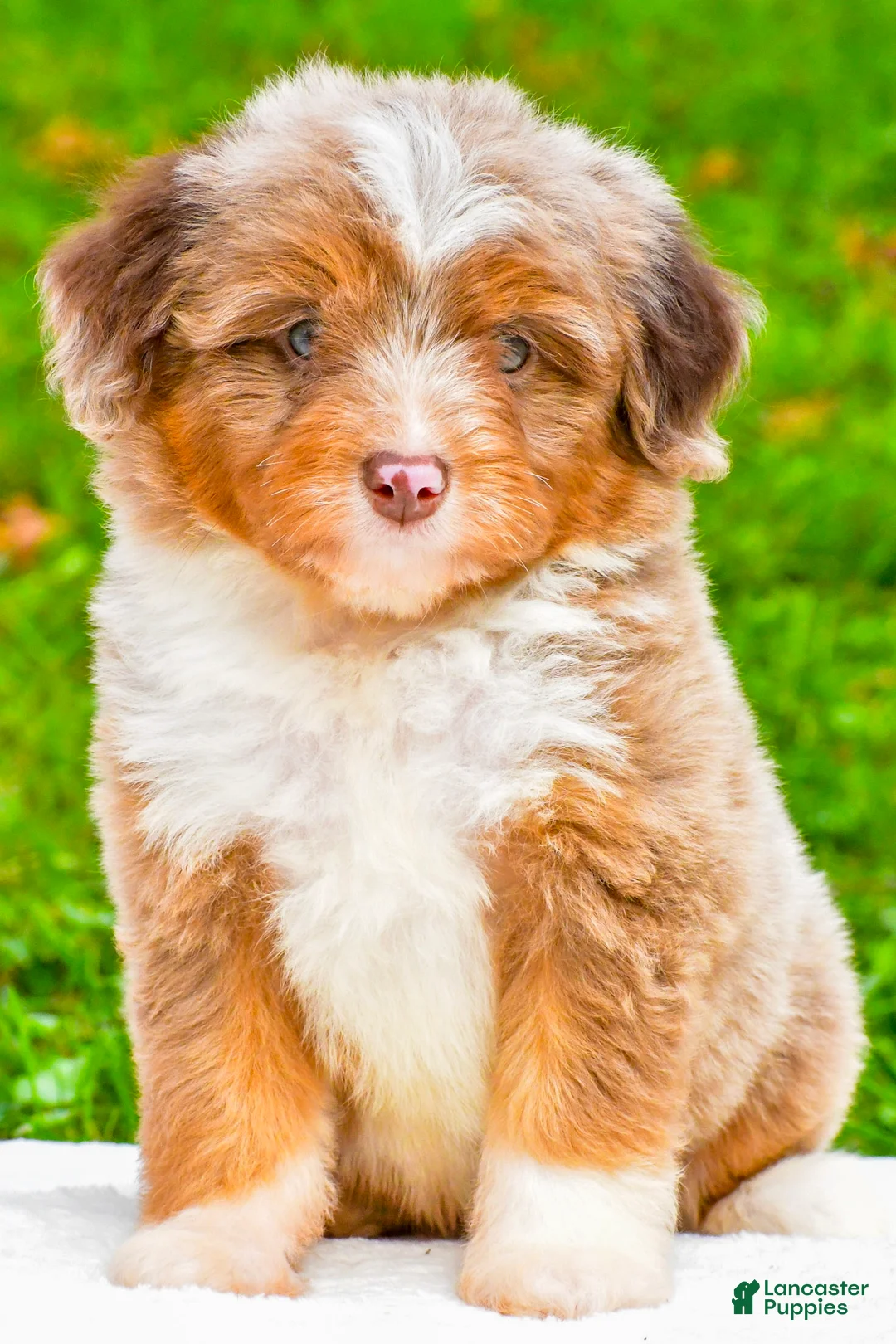 Mini Aussiedoodle dogs for sale: Layne - Ad 1
