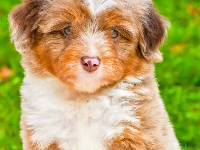 Mini Aussiedoodle dogs for sale: Layne - Ad 1