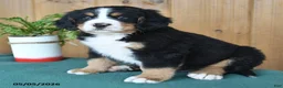 Bernese Mountain Dog dogs for sale: Patrick - Ad 3