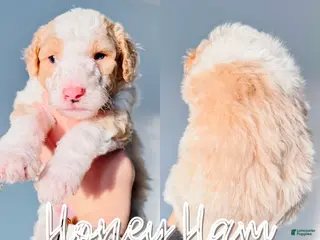 Mixed Breed dogs Honey Ham - Ad 1