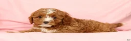 Cavapoo dogs for sale: Hazel - Ad 4