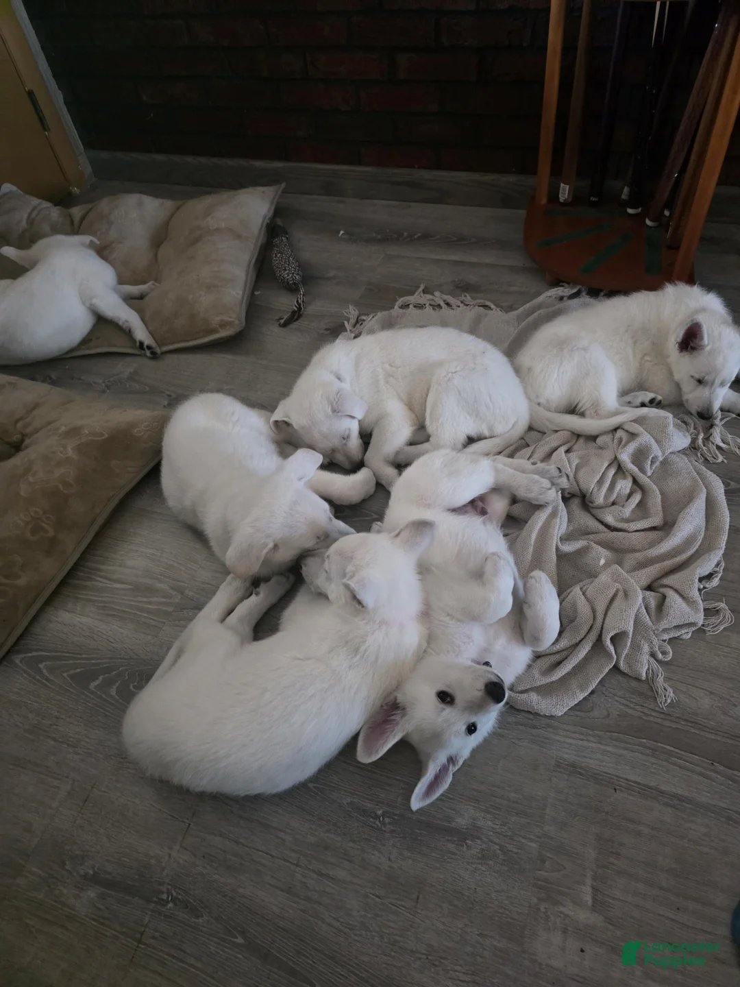 German Shepherd dogs for sale: Black Berry - Ad 2