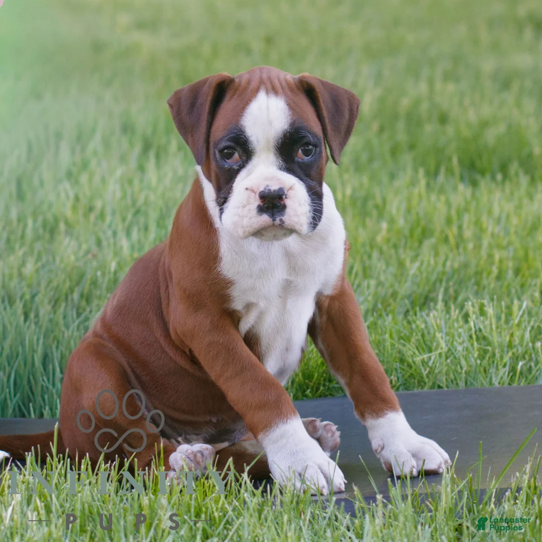 Boxer dogs for sale: Clara  - Ad 1