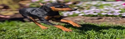 Miniature Pinscher dogs for sale: Flash - Ad 10