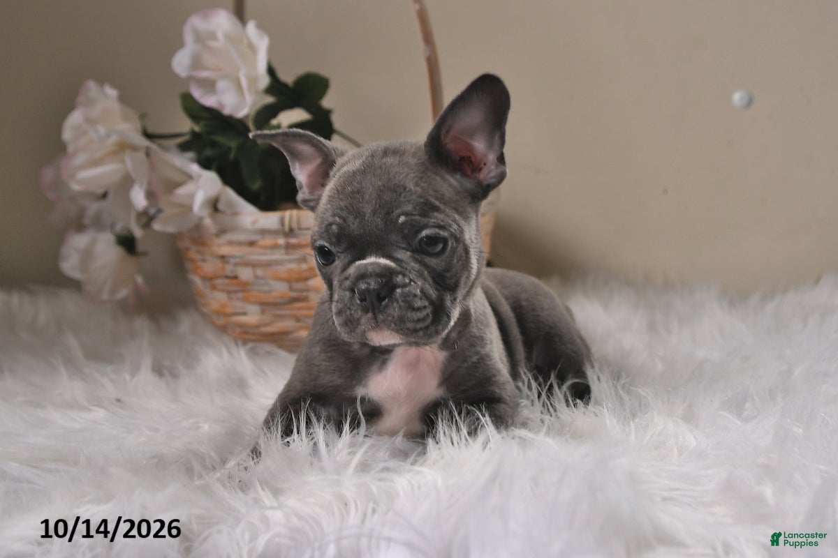 Frenchton dogs Baxter - Ad 2