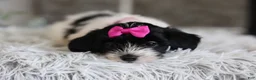 Maltipoo dogs for sale: Penelope - Ad 11