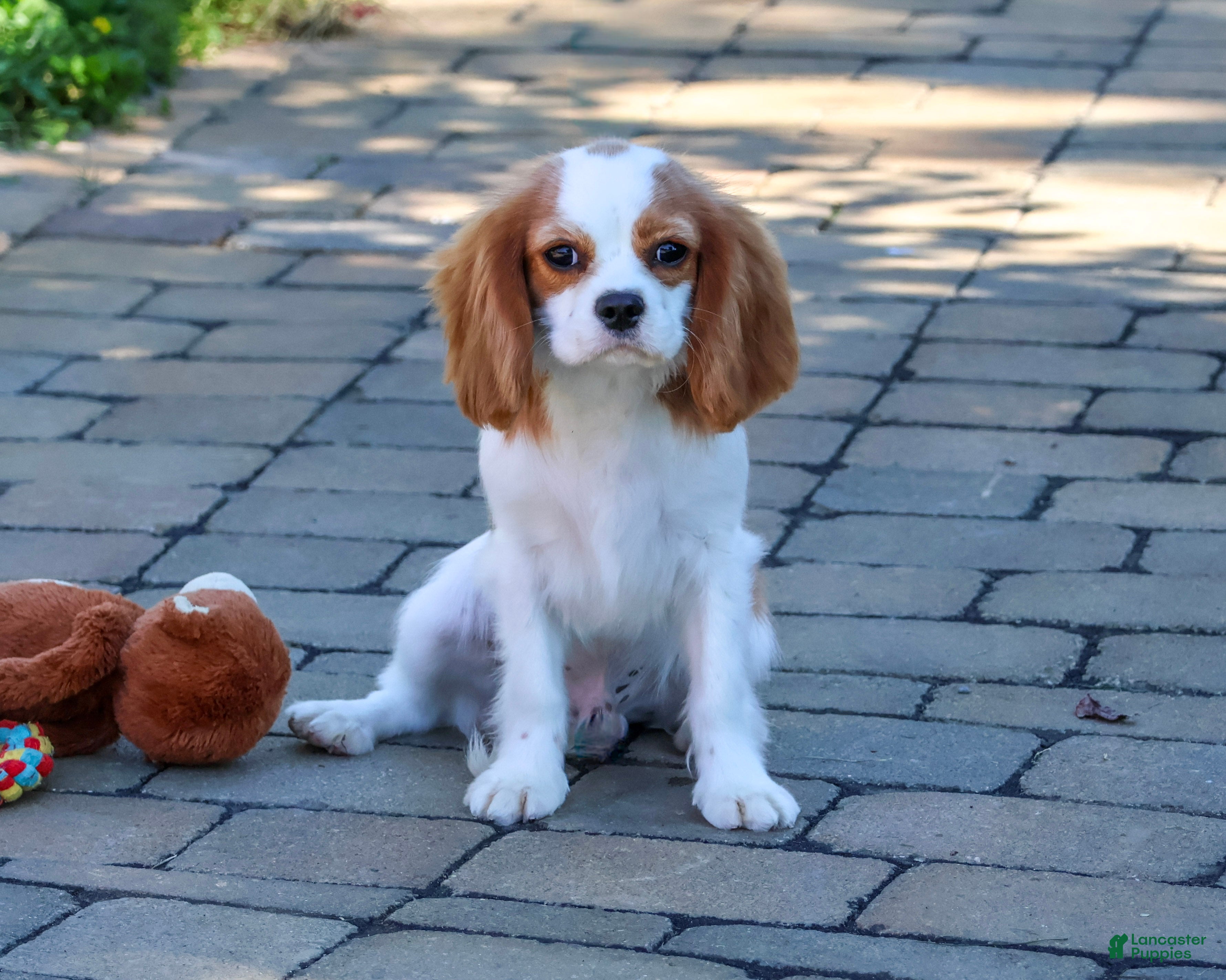 Cavalier King Charles Spaniel dogs Khalil - Ad 2