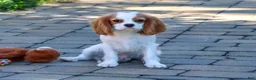 Cavalier King Charles Spaniel dogs for sale: Khalil - Ad 2