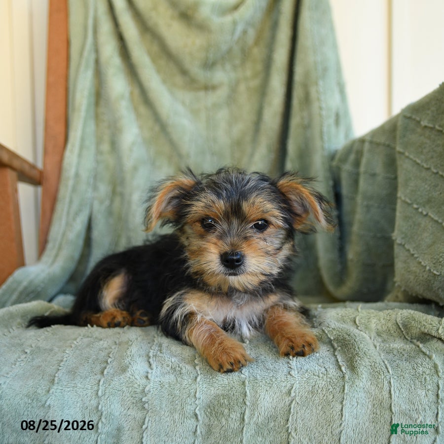 Morkie dogs Nelson - Ad 2