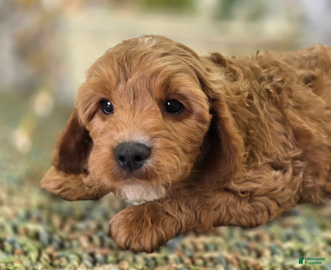Cavapoo dogs for sale: Tundra - Ad 2