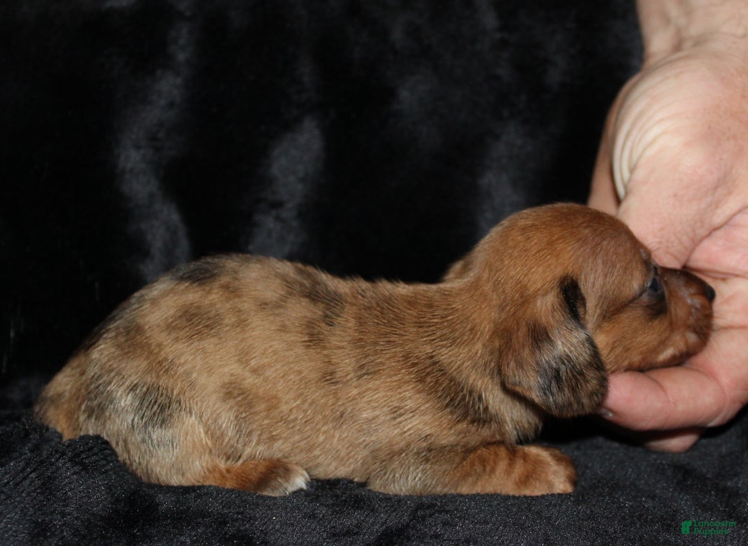 Miniature Dachshund dogs for sale: Steele - Ad 19
