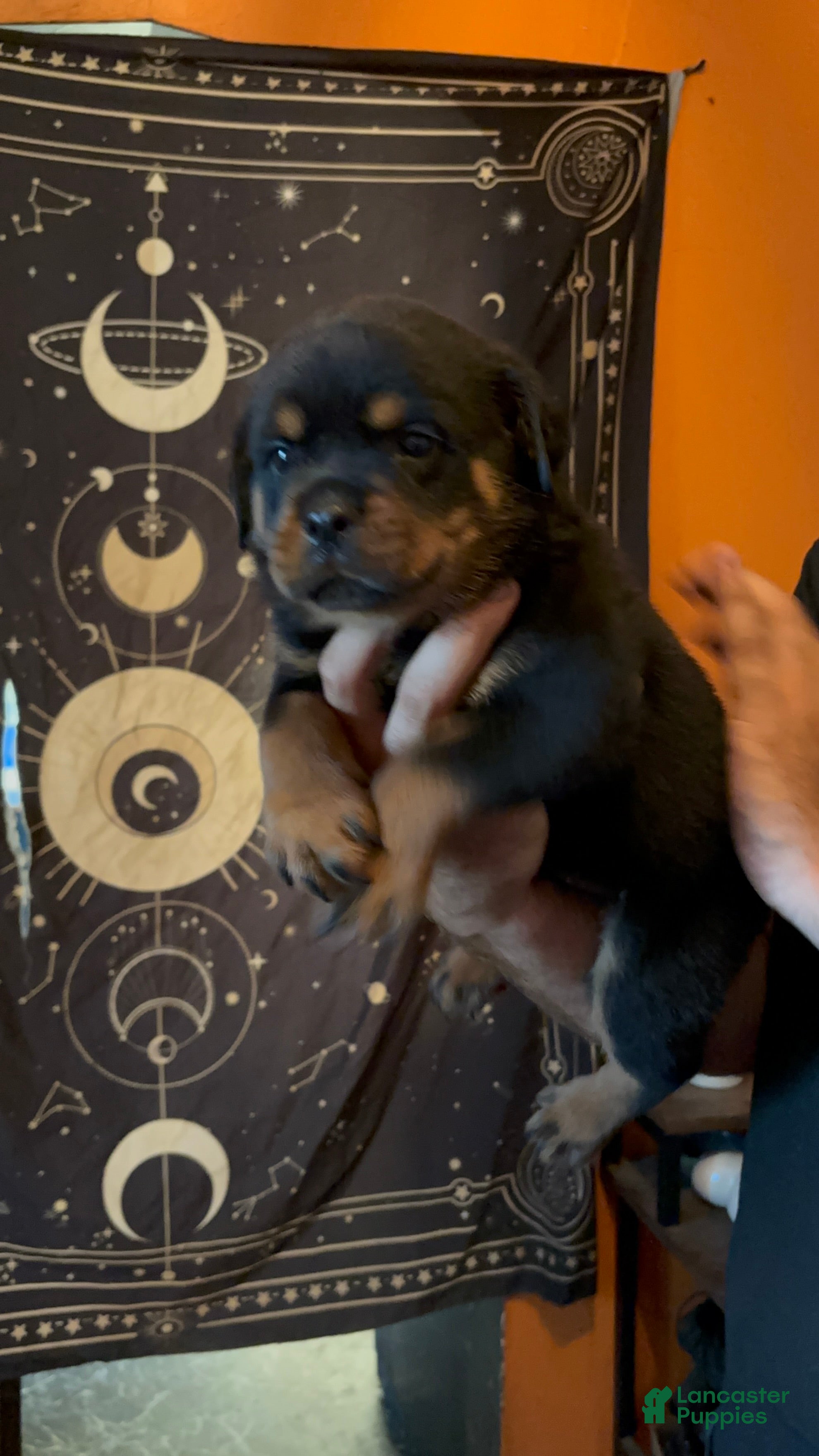 Rottweiler dogs for sale: Rottweiler 3 - Ad 3