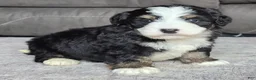Mini Bernedoodle dogs for sale: Mini Poppy - Ad 7
