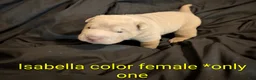 Shar Pei dogs for sale: Isabella Female  - Ad 10