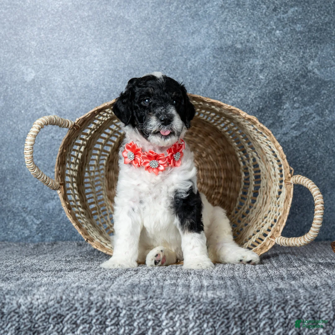 Goldendoodle dogs for sale: Ms. Sweet Cream - Ad 1
