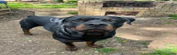 Rottweiler dogs for sale: bowser - Ad 8