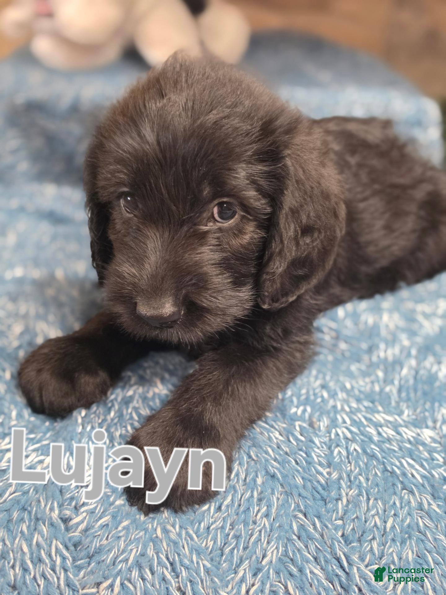 Mixed Breed dogs Lujayn  - Ad 1
