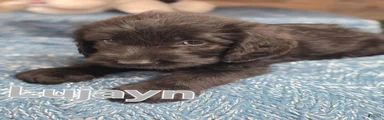 Lujayn 