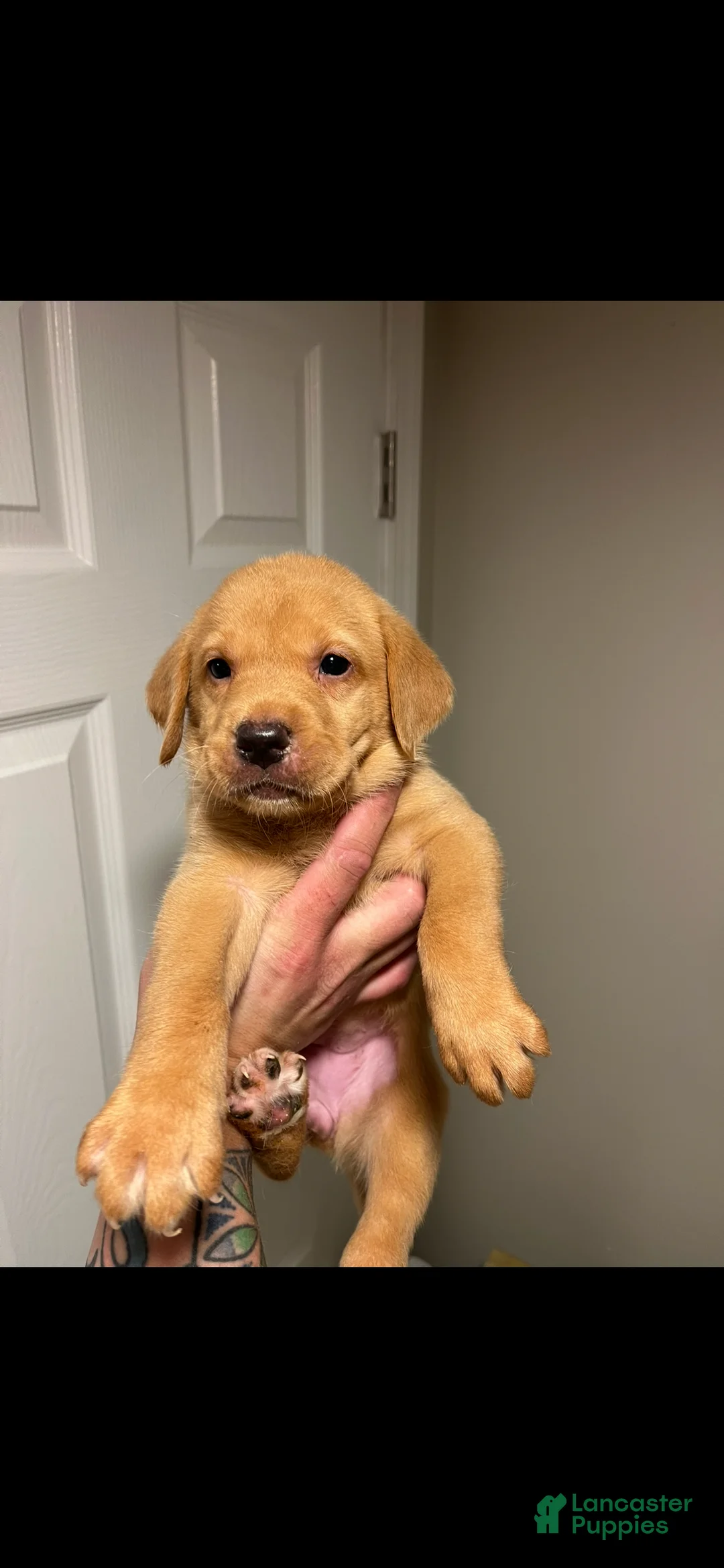 Labrador Retriever dogs for sale: Hola - Ad 1