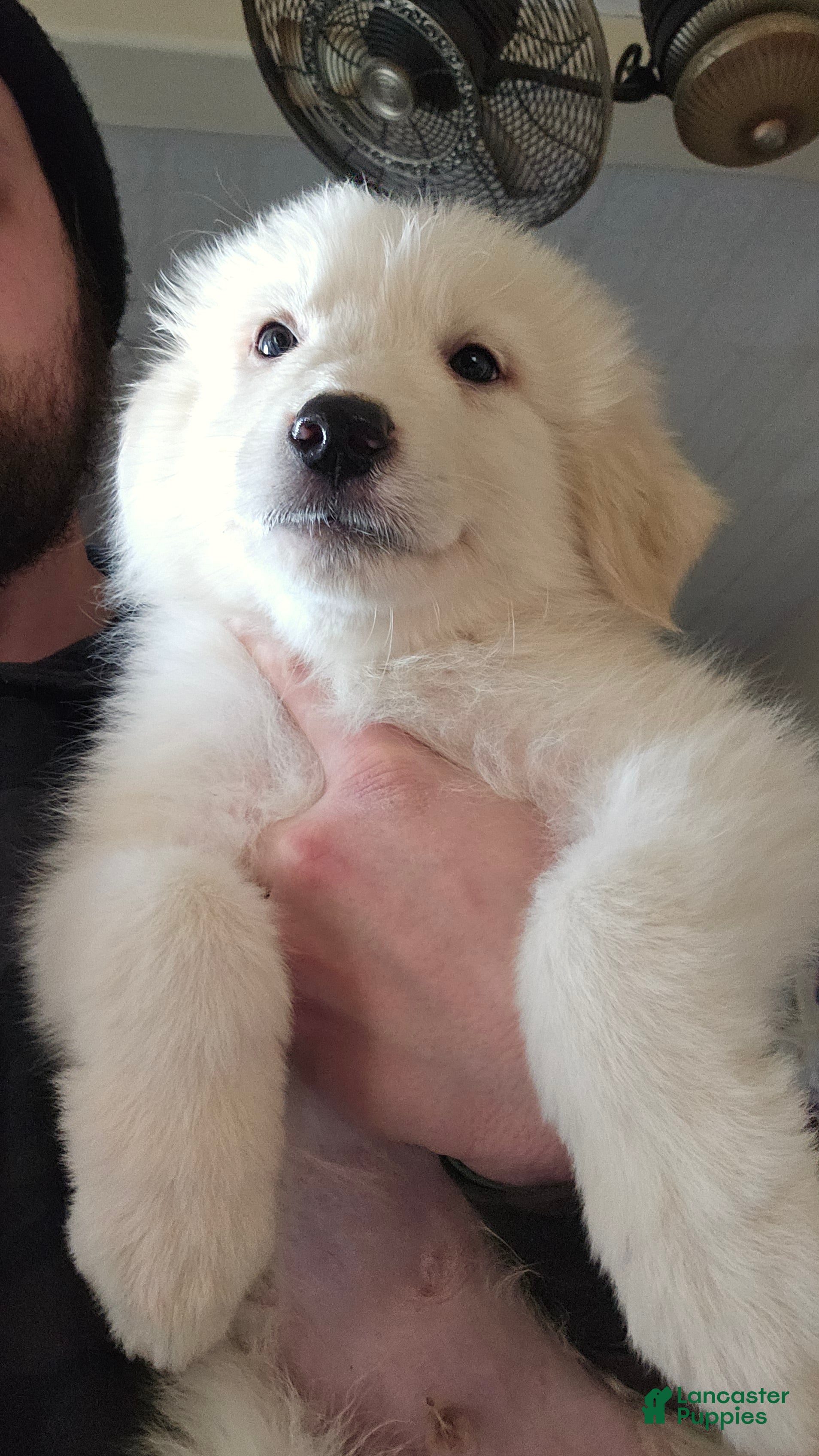 Great Pyrenees dogs Great Pyrenees Puppy 3 - Ad 5