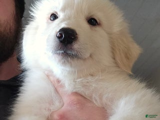 Great Pyrenees dogs Great Pyrenees Puppy 3 - Ad 40