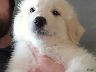 Great Pyrenees dogs for sale: Great Pyrenees Puppy 3 - Ad 2