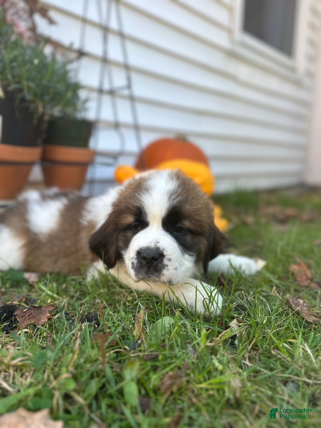 Saint Bernard dogs for sale: Georgia  - Ad 7