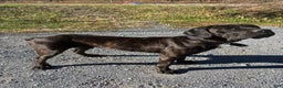 Cane Corso dogs for stud: Xphos - Ad 12