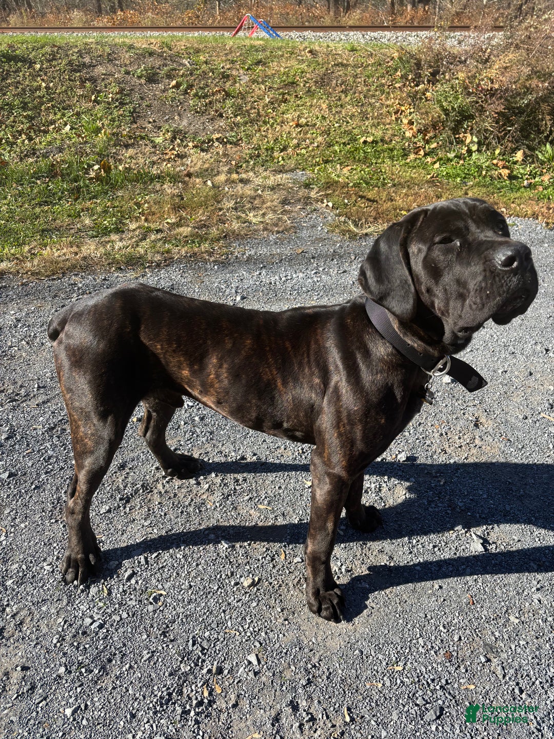 Cane Corso dogs for stud: Xphos - Ad 12