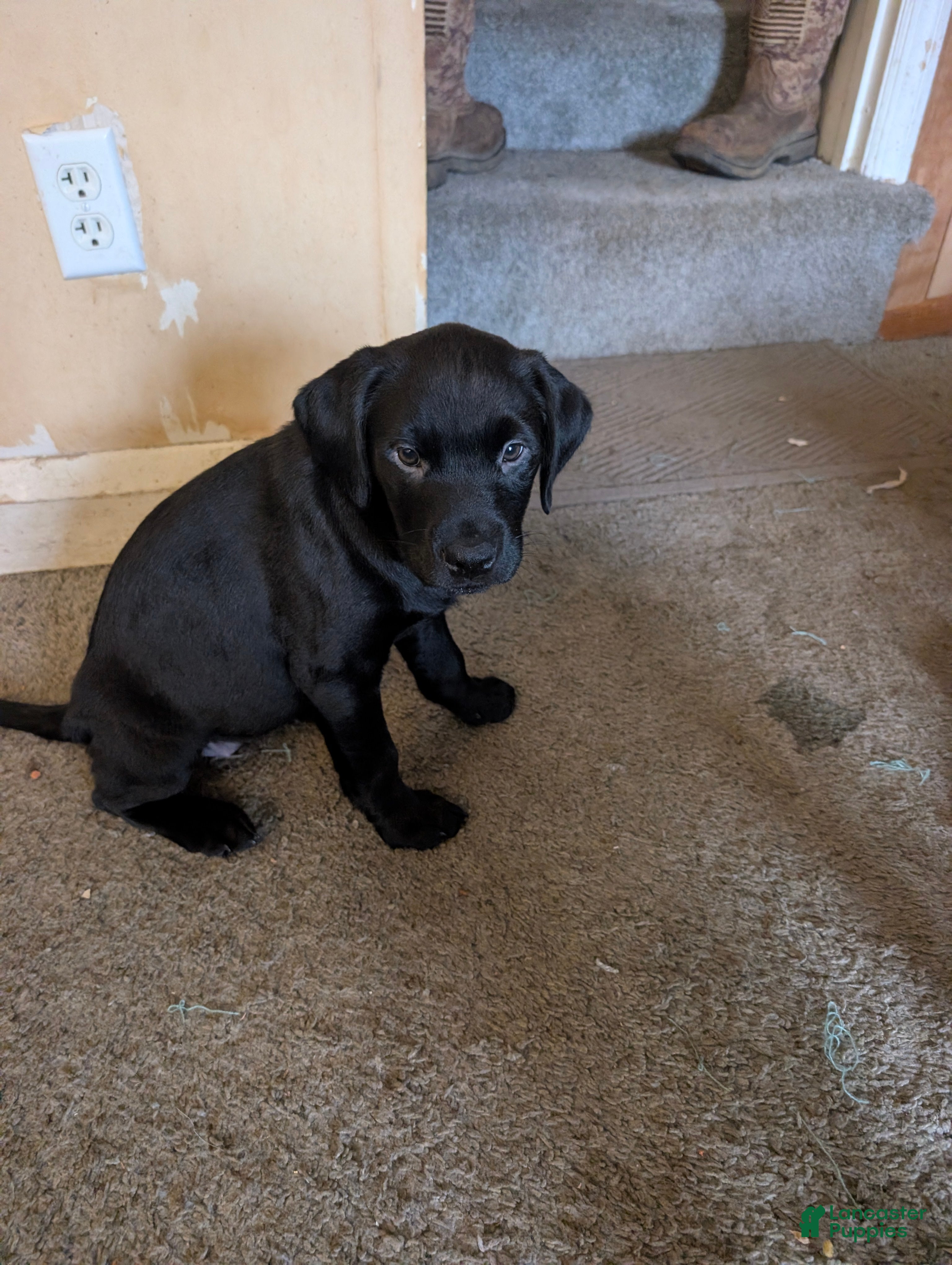 Labrador Retriever dogs Labrador Retriever Puppy 5 - Ad 11