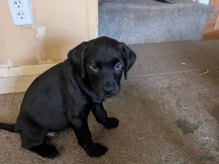 Labrador Retriever dogs for sale: Labrador Retriever Puppy 5 - Ad 2