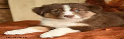 Australian Shepherd dogs for sale: Rosie - Ad 4