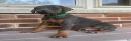 Doberman Pinscher dogs for sale: Wolverine - Ad 3
