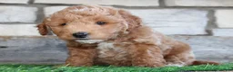 Mini Goldendoodle dogs for sale: Mini Goldendoodle Puppy 1 - Ad 6