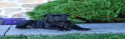 Cane Corso dogs for sale: Brooke - Ad 3