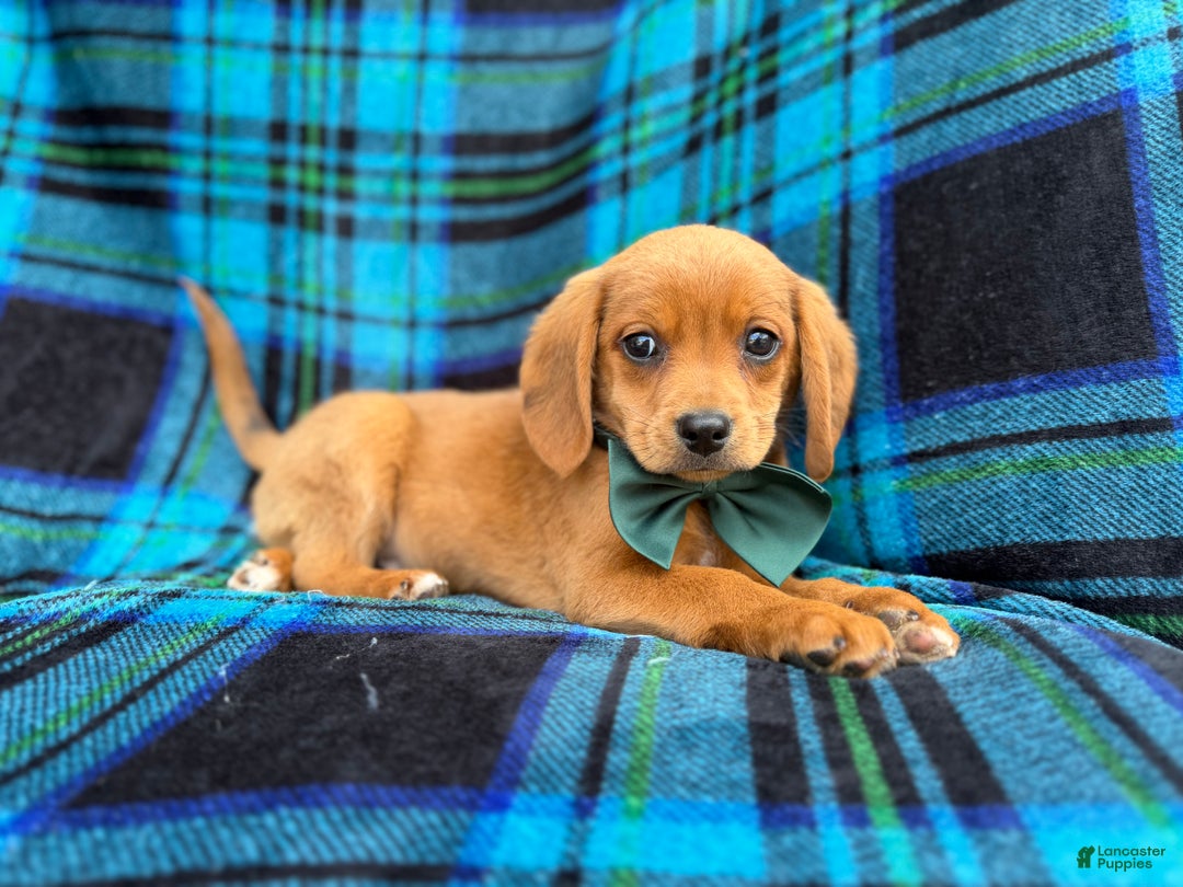 Beagle dogs for sale: Otter - Ad 2