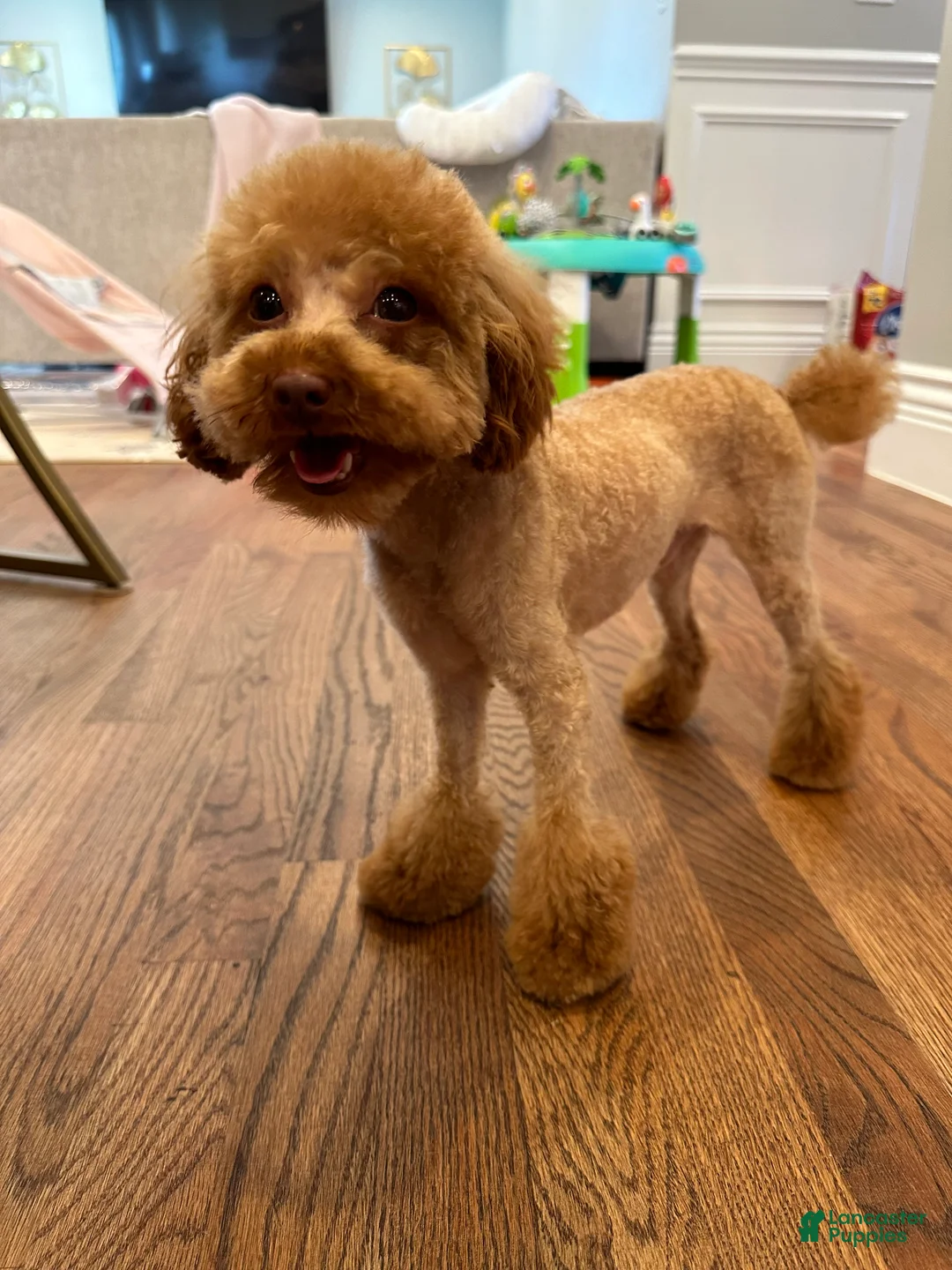 Gallery Image {{count}}