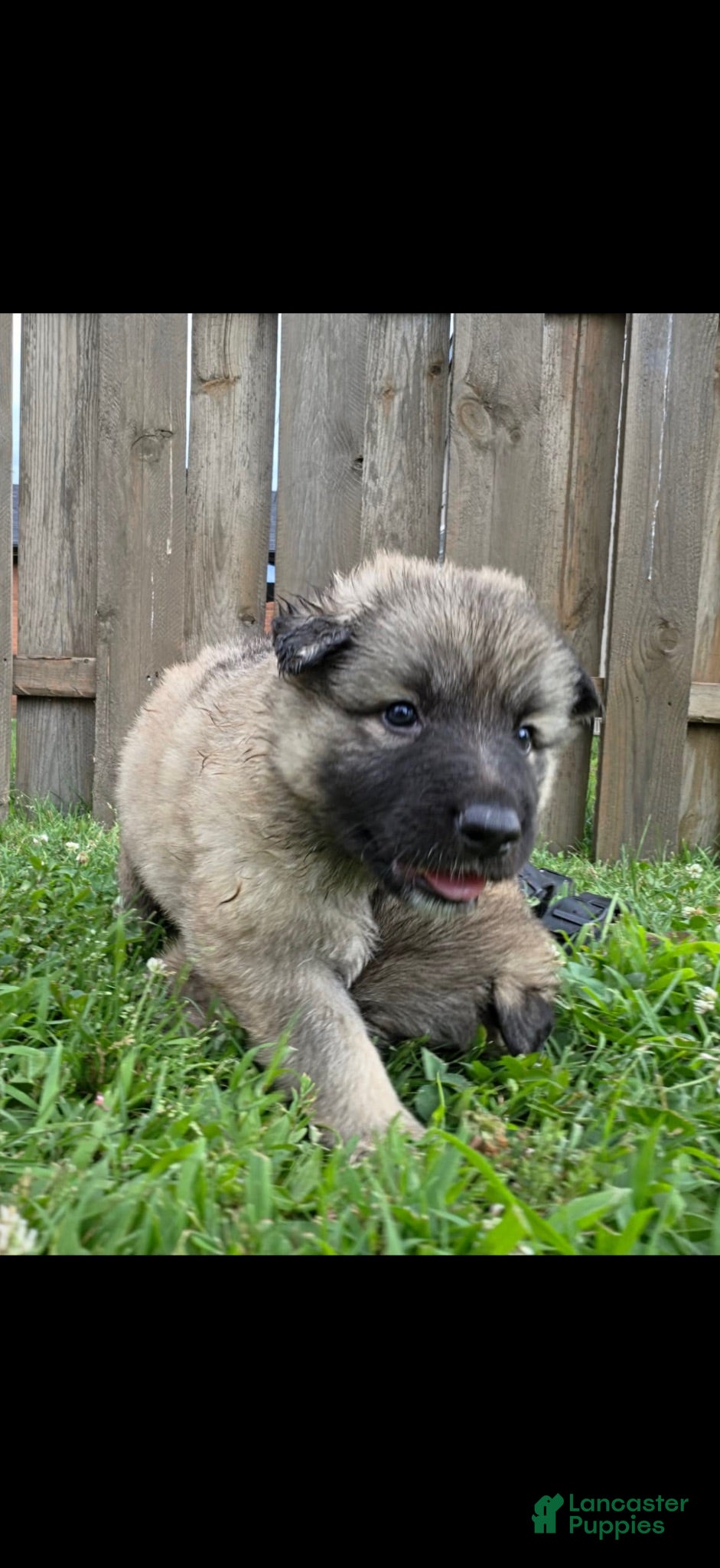 German Shepherd dogs German Shepherd 6 - Ad 2