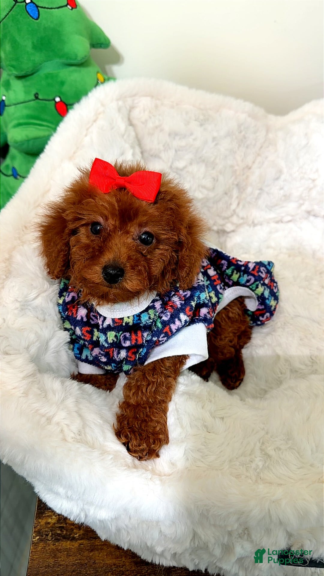 Toy Poodle dogs for sale: Tiny gems  - Ad 1