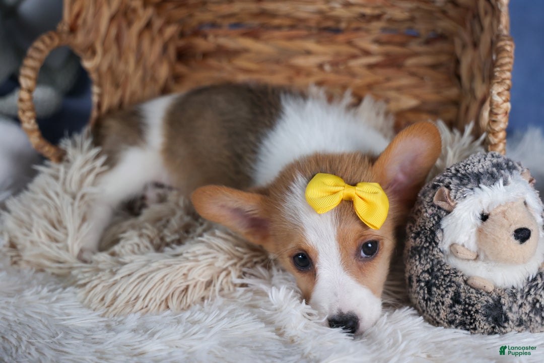 Welsh Corgi Pembroke dogs for sale: Lilly - Ad 10